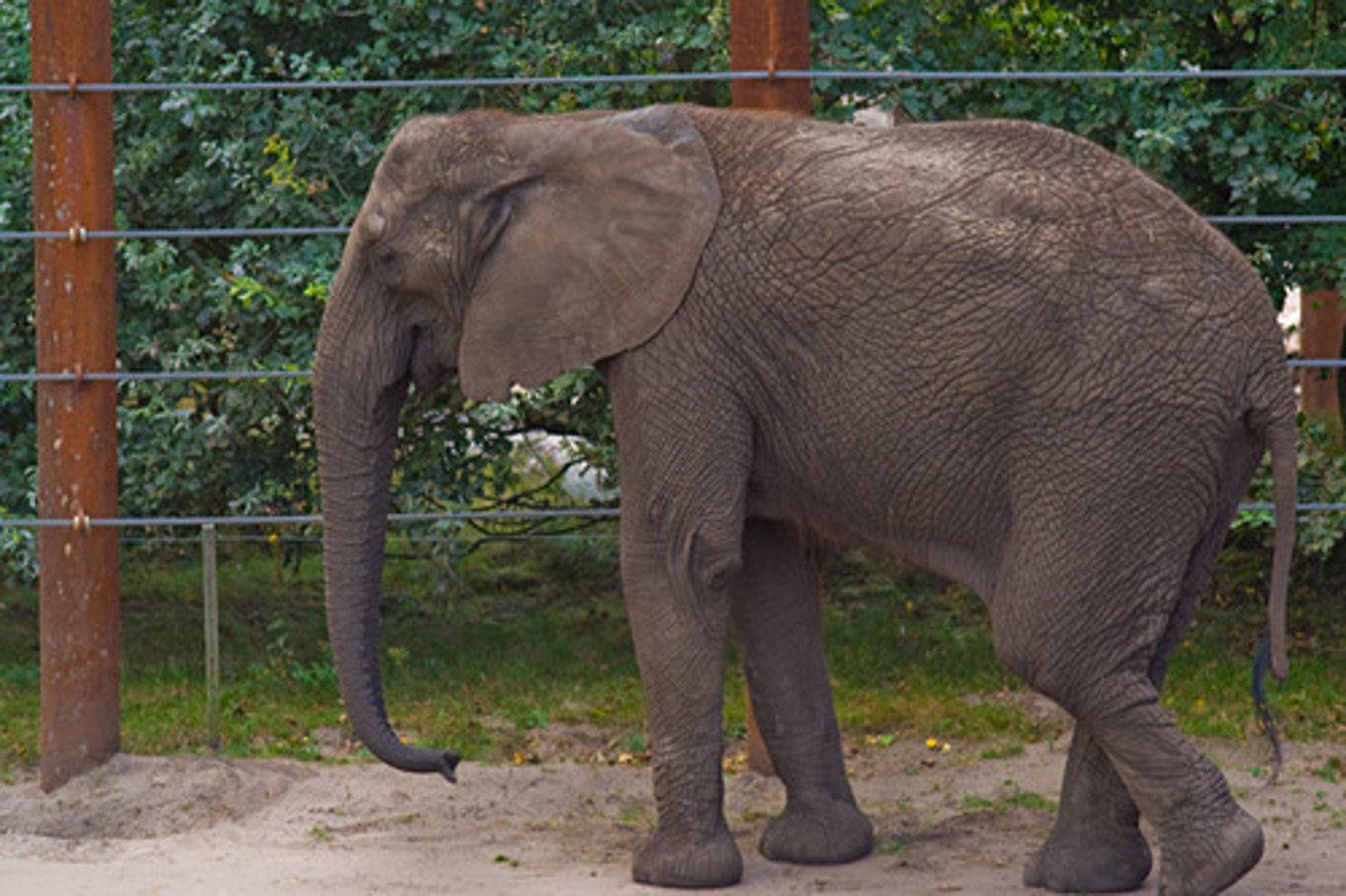 <p>TRANSLATION: рождённый в неволе</p><p>DEFINITION: born in a zoo or shelter instead of in the wild</p><p>EXAMPLE: Animals that are ........................ may not survive if released into the forest. Животные, которые РОЖДЕНЫ В НЕВОЛЕ, могут не выжить, если их выпустить в лес.</p>