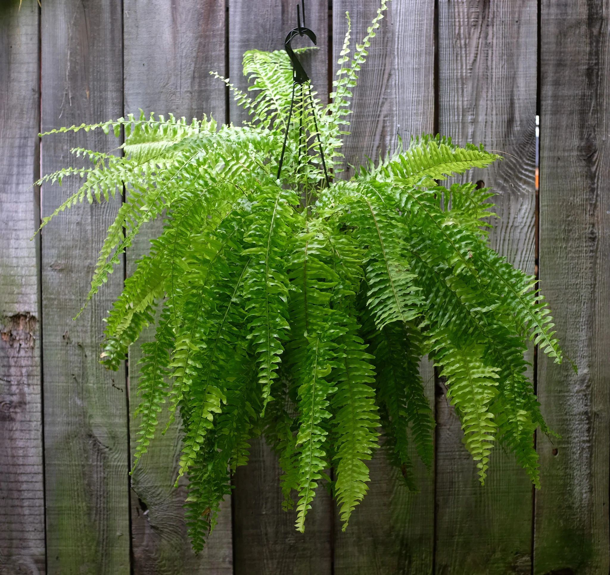 <p>Boston Fern</p>