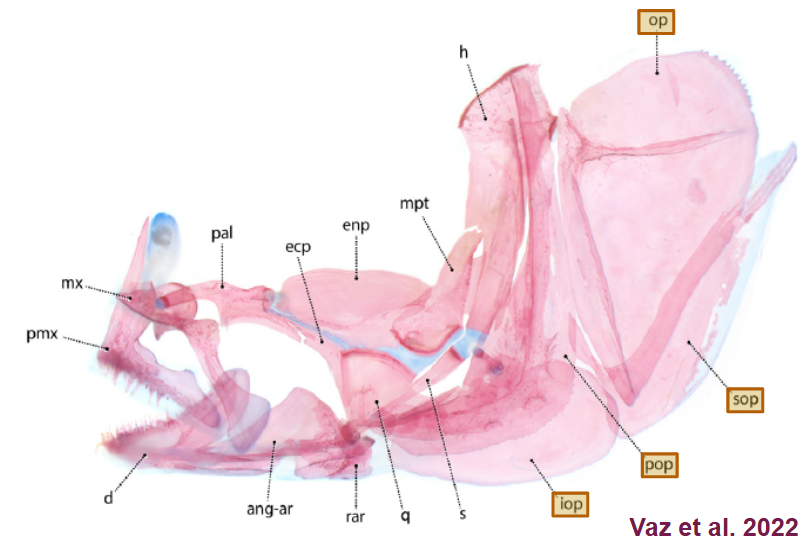 <p><span style="background-color: transparent;">For respiration and feeding, covers gills: Opercle, Subopercle, Preopercle, Interopercle</span></p>