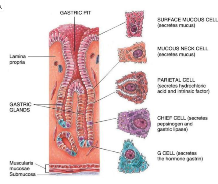 <ul><li><p><strong>surface mucous</strong> cell secretes <strong>mucus</strong></p></li><li><p><strong>mucous neck (</strong>found in gastric glands) cell secretes <strong>mucus</strong></p></li><li><p><strong>parietal cell</strong> secretes <strong>hydrochloric acid </strong>and<strong> intrinsic factor</strong></p></li><li><p><strong>chief cell </strong>secretes<strong> pepsinogen</strong> and<strong> gastric lipase</strong> (pepsinogen is a precursor to pepsin)</p></li><li><p><strong>g cell </strong>secretes hormone<strong> gastrin</strong></p></li><li><p>this is stimulated by acetylcholine, gastrin, histamine</p></li></ul><p></p>