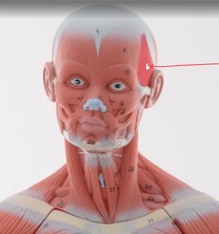 <p>Name the structure highlighted in red</p>