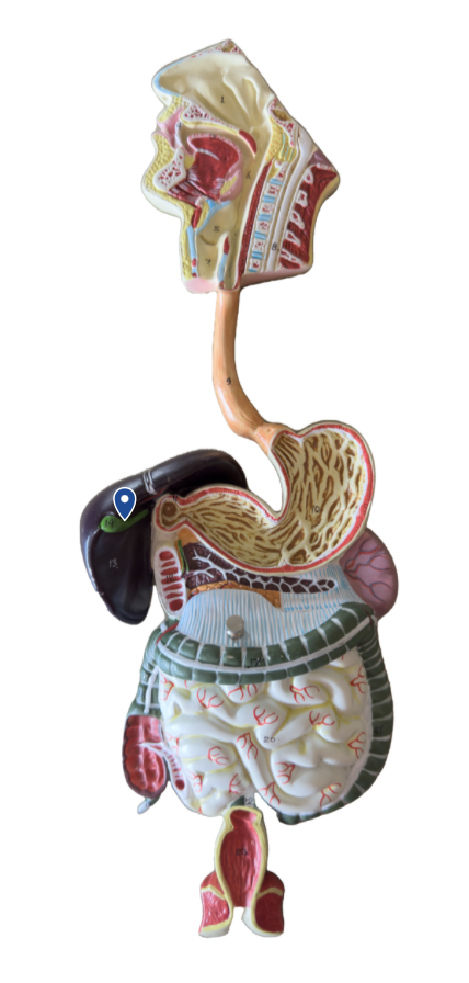 <p>Name this organ.</p>