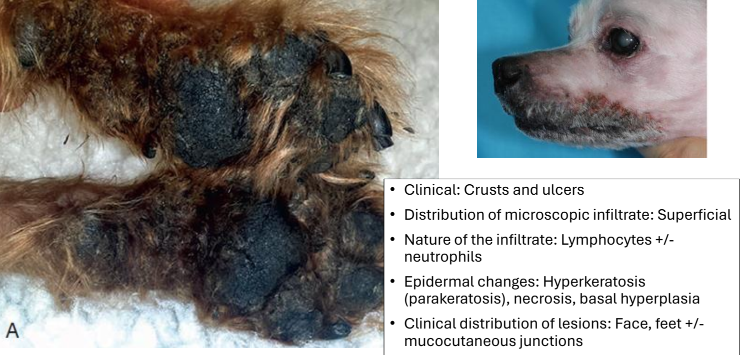 <ul><li><p>crusts &amp; ulcers</p></li><li><p>distribution of lesions: face, feet ± mucocutaneous junctions</p></li></ul><p></p>