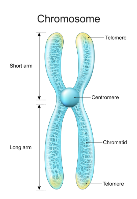 <p><span style="background-color: transparent; font-family: "Century Gothic", sans-serif;">The specialized DNA region that joins two sister chromatids together. It is also the attachment point for spindle fibres during cell division.</span></p>