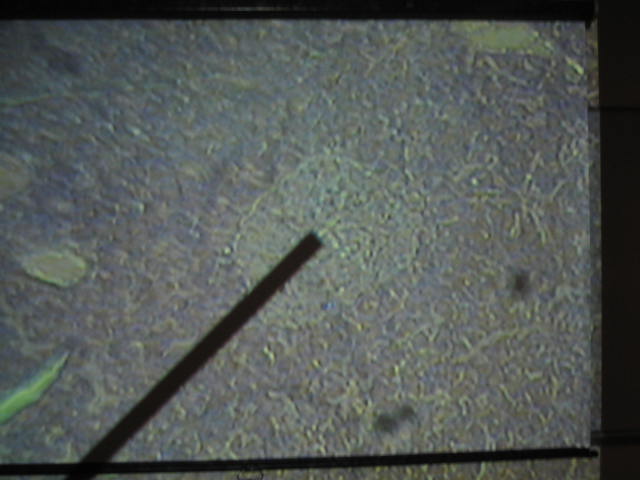 <p>Identify?</p><p>Lab Image 6-16</p>