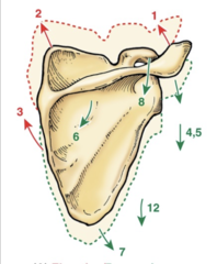 <p>The scapular into the green is...</p>