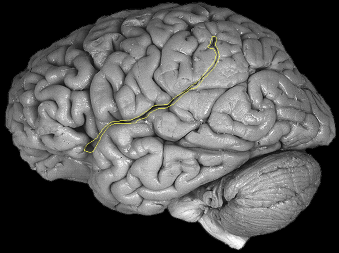 <p>What is the area highlighted called?</p>