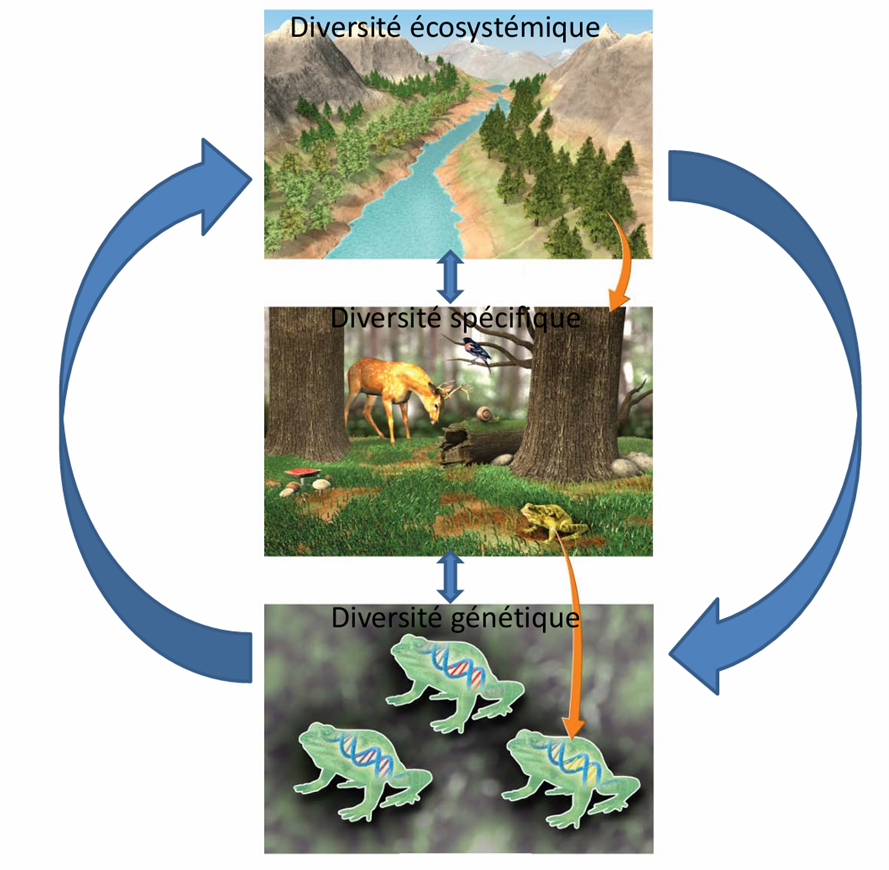 <p>Diversité génétique : variabilité des des gènes et des allèles au sein d’une espèce ou d’une population. Elle permet : l’adaptation aux conditions environnementales, la résistance aux changements (climat, pollution, maladies), l’évolution des populations.</p><p>Diversité spécifique (taxonomique) : nombre d’espèces présentes dans un milieu donné. Elle peut être mesurée à différents niveaux taxonomiques : espèce, genre, famille,ordre.</p><p>Diversité écosystémique : diversité des habitats, des structures spatiales des écosystèmes et des interactions écologiques. Elle reflète la diversité des milieux dans une région.</p><p>Les trois niveaux sont hiérarchiquement liés :</p><ul><li><p>diversité génétique → influence l’évolution des espèces</p></li><li><p>diversité spécifique → structure les communautés</p></li><li><p>diversité écosystémique → conditionne la survie des espèces.</p></li></ul><p>La perte d’un niveau peut affecter les autres.</p>