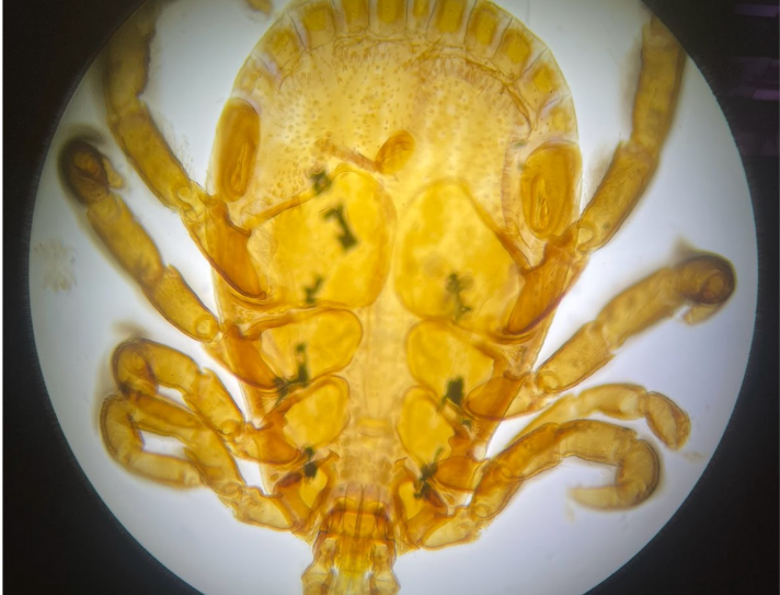 <p>What is this? Phylum, Subphylum, Class?</p>