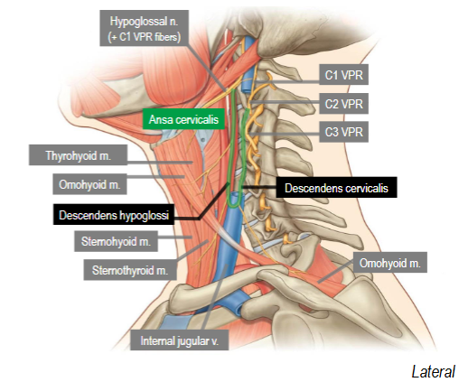 <p>Somatic motor innervation to infrahyoid muscles</p><p>Formed from C1-C3 VPRs</p><p>Loop shape</p><p>Superficial to internal jugular v</p><p>Two components: Descendens hypoglossi, descendens cervicalis</p>