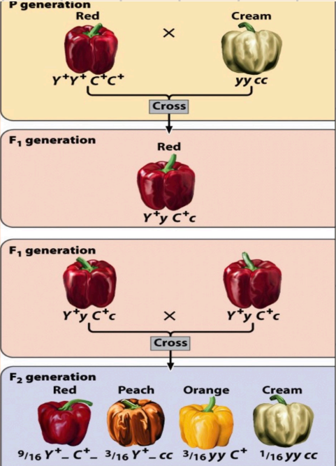 <p>What are these examples of?</p>