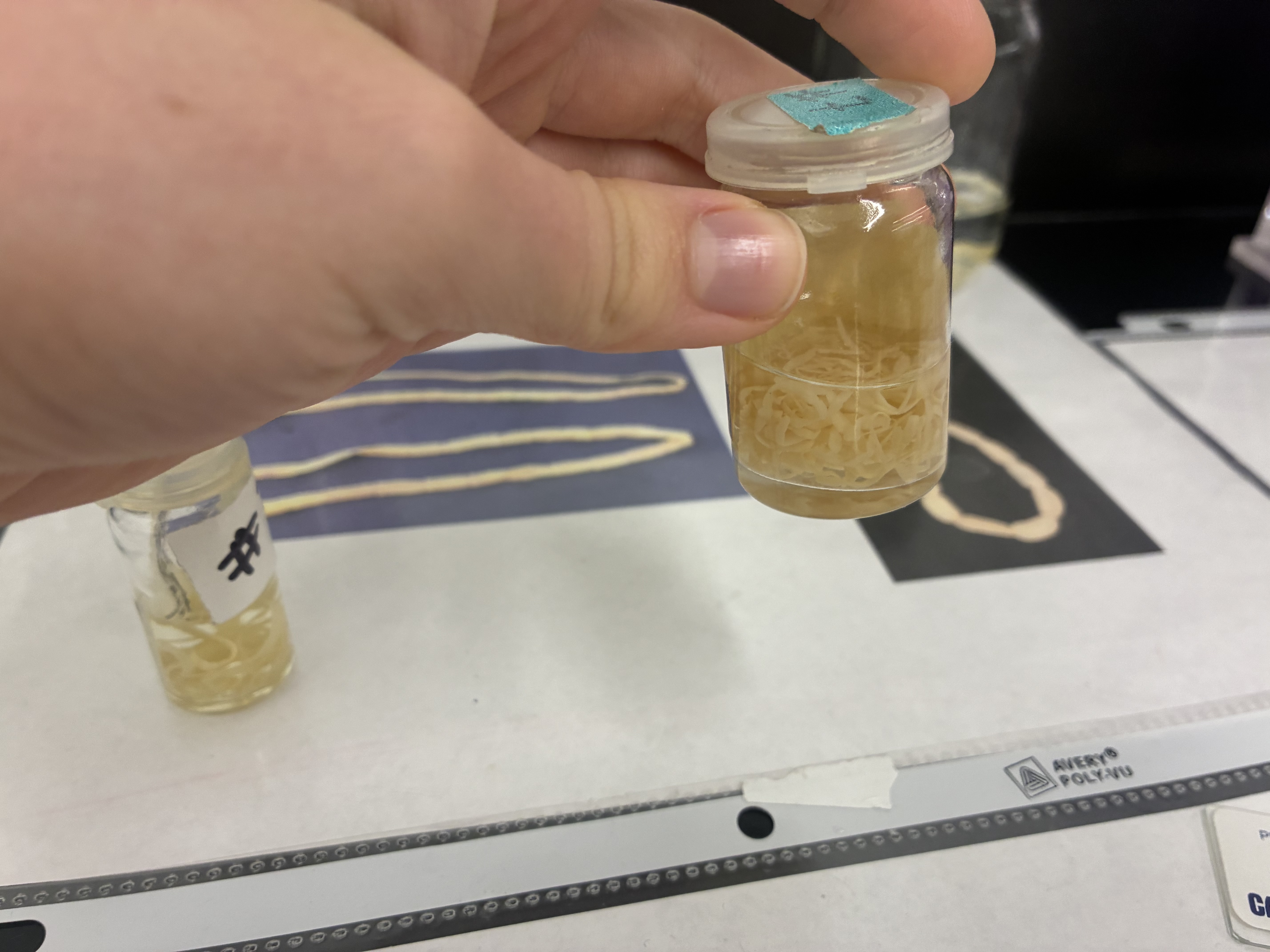 <p>Phylum, class, &amp; key characteristic?</p>