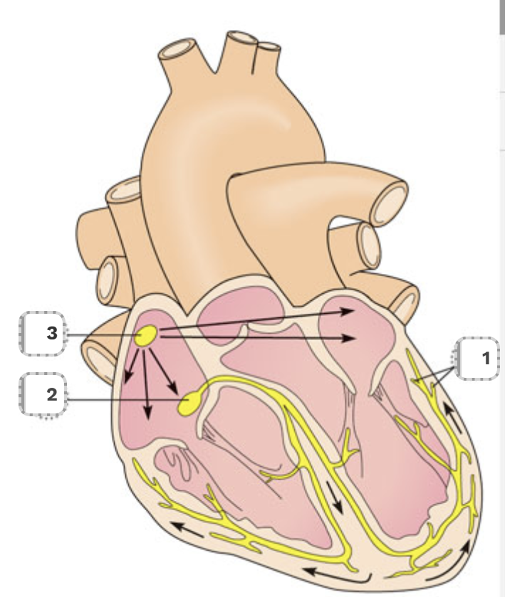 <p>Label the following:</p>