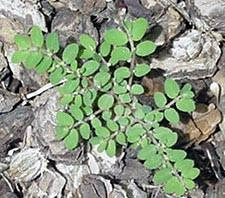 <p>Identify the weed</p>