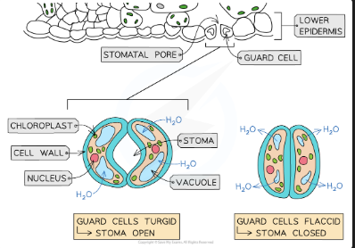 <p>Water available → guard cells absorb water by osmosis → become turgid → stomata OPEN. </p><p>Water scarce → guard cells lose water → become flaccid → stomata CLOSE</p>