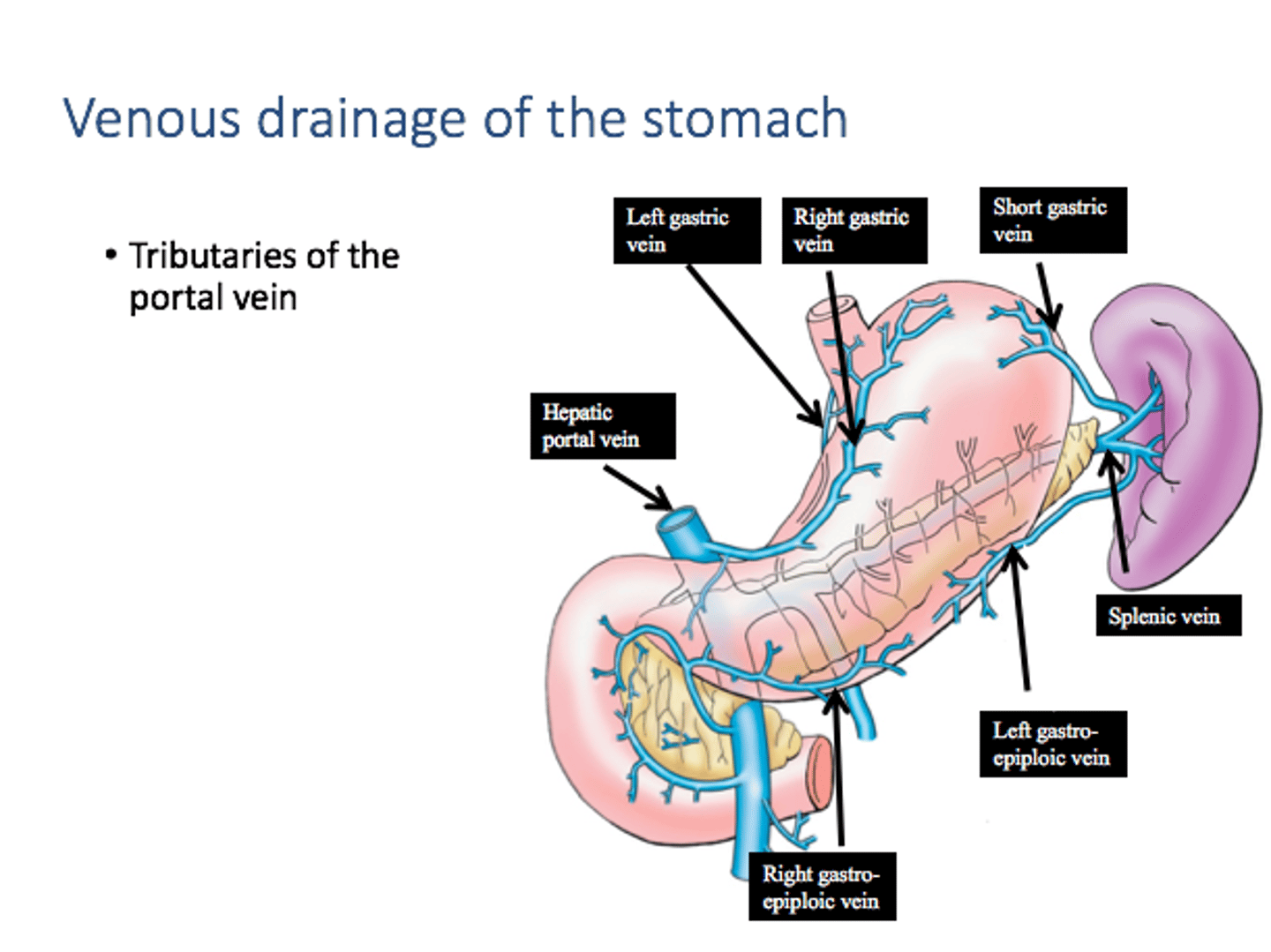 <p>R/L gastric VV</p><p>Superior mesenteric V</p><p>splenic V</p>