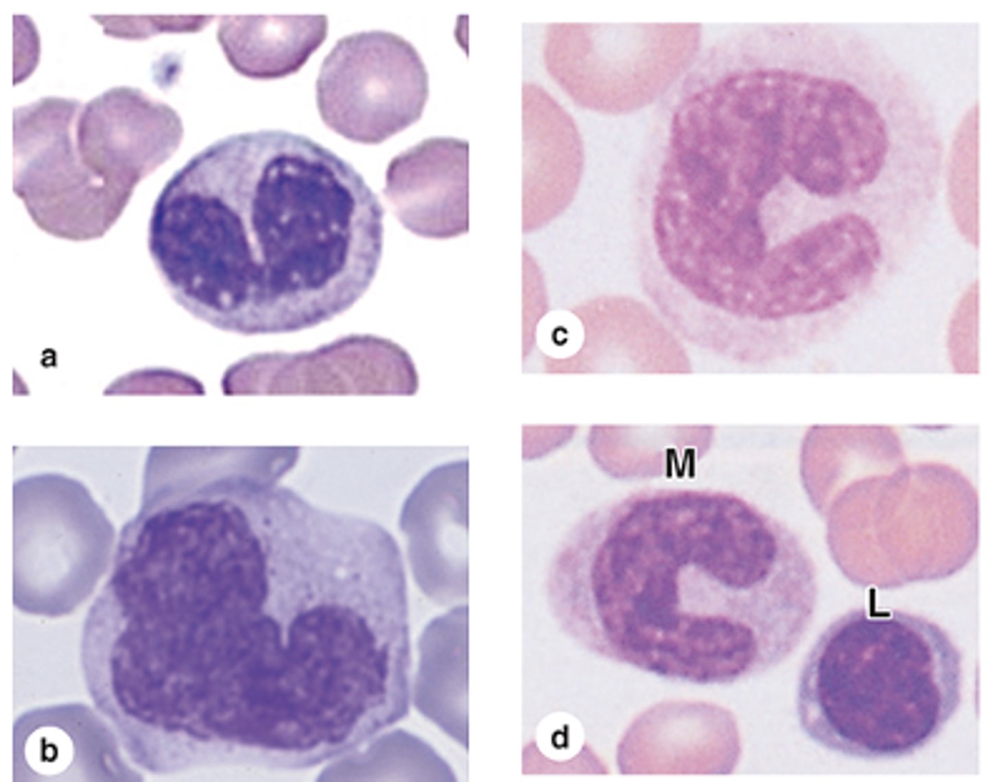 <p>What percentage of circulating WBCs are monocytes?</p>