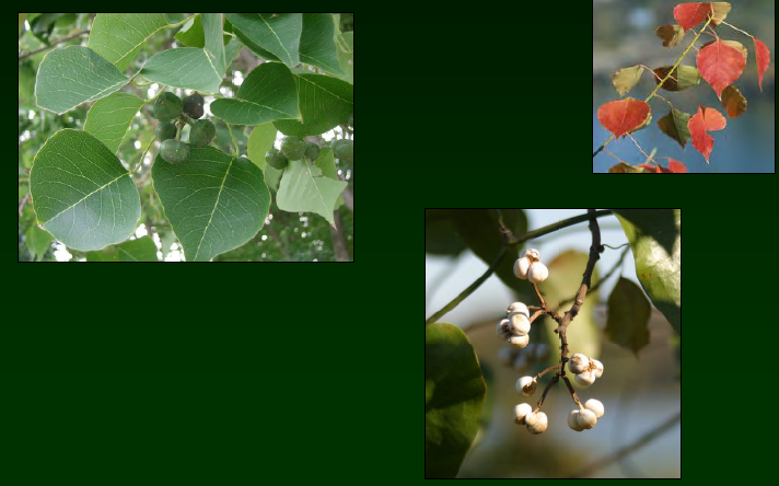 <p>•</p><p>Euphorbiaceae</p><p>•</p><p>Native to Asia</p><p>•</p><p>Introduced in Charleston by Andre Michaux</p><p>•</p><p>Acutely toxic</p><p>•</p><p>Key Characters:</p><p>•</p><p>Bi-pinnately compound leaves</p><p>•</p><p>Purple flowers</p><p>•</p><p>Persistent fruits</p>