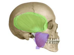<p><span style="background-color: inherit;">powerful muscle that extends from the zygomatic arch to the angle of the mandible (lower jaw). Its action is to elevate and protract (move forward) the jaw.</span></p>