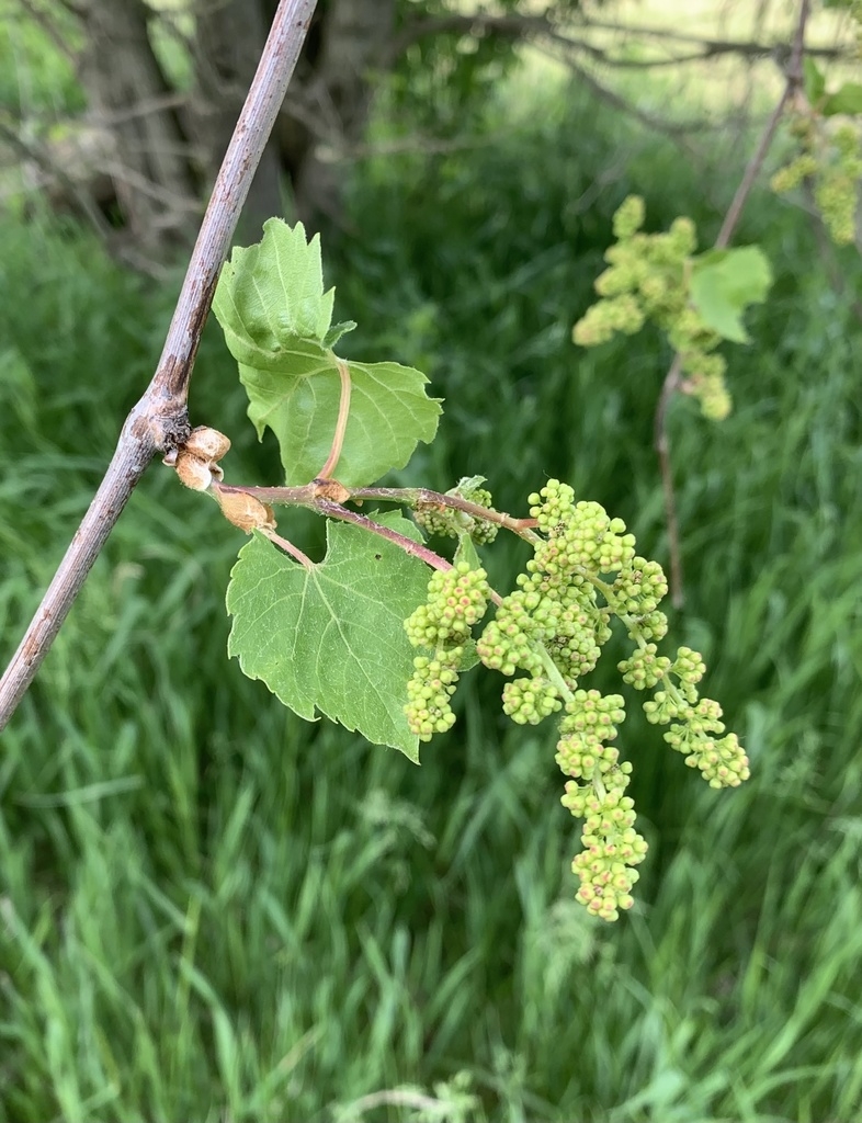 <p>Vitis riparia (Vitaceae)</p>