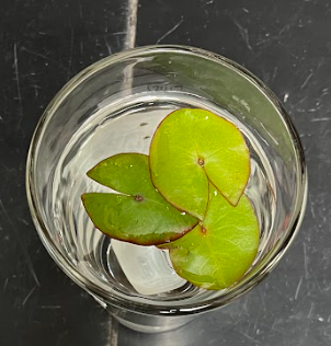 <ul><li><p>flower grown right on the water</p></li></ul><p></p>