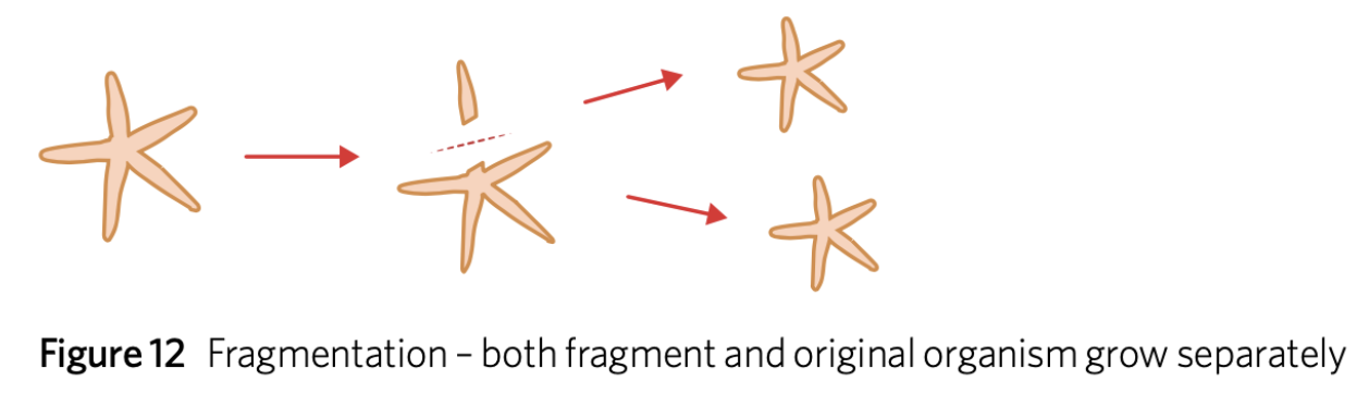 <ul><li><p>asexual reproduction where an organisms breaks into <strong>fragments </strong></p><ul><li><p>regenerates into a complete, genetically identical organism </p></li><li><p>may be intentional / unintentional </p></li></ul></li></ul><p></p>