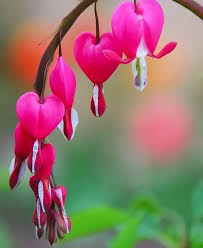 <p>Flor cortada </p>