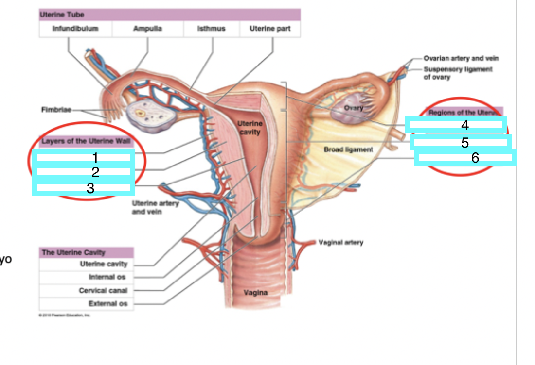 <p>parts of the uterus (layers of the uterine wall) - what is 1</p>