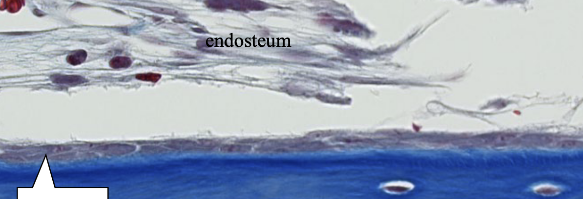 <p>the white arrow is pointing to the less active ________ forming flatteded rows along the endosteal bone surface.</p>