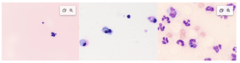 <p>How can you diagnose immune mediated polyarthritis</p>