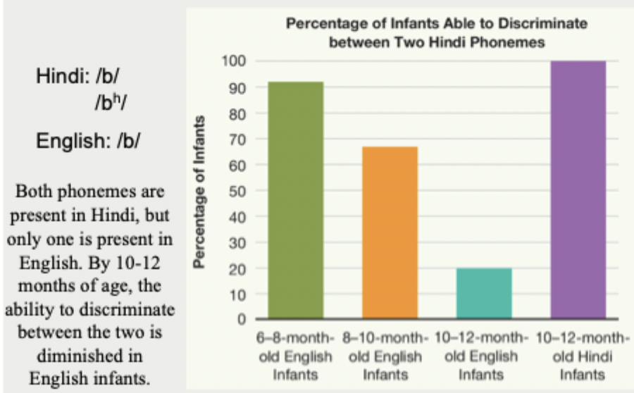 <ul><li><p>Both phonemes are present in Hindi, but only one is present in English</p></li><li><p>By 10-12 months of age, the ability to discriminate between the two is diminished in English infants</p></li></ul><p></p><p></p><ul><li><p>Most of the youngest infants could make the discrimination, but for children from English-speaking families, the ability decreased with age: Nearly all 6- to 8-month-olds could make the phonemic distinctions for the other two languages, but only half of 8- to 10-month olds had the ability, which was effectively lost by 12 months of age. This loss of phonemic distinction is dependent upon environment</p></li><li><p>If infants are regularly exposed to more than one language, as in a bilingual family, they do learn the sounds and structural forms of both languages</p></li></ul><p></p><ul><li><p>The decline in phonemic recognition seems to be due to a perceptual reorganization to match the native language</p></li><li><p>The infant needs continuing experience with the different language phonemes to maintain the ability to perceive and thus to discriminate those phoneme</p></li><li><p>As babies grow and are more exposed to a particular language, however, they notice only the linguistic distinctions that are meaningful in their own language</p></li></ul><p></p>