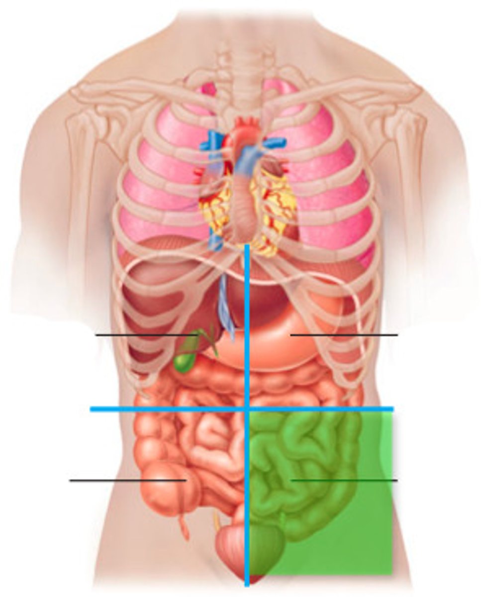 <p>Contains intestines and reproductive organs.</p>