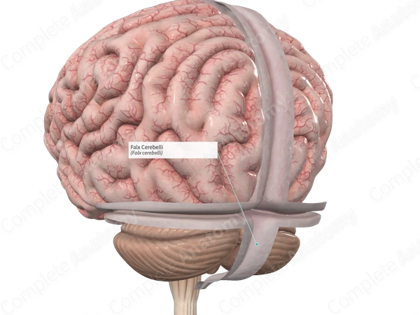<p>Structure of the dura mater that separates the cerebellar hemispheres</p>