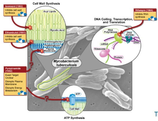 <ul><li><p>is intrinsically resistant to most antibiotics</p></li><li><p>highly impermeable outer membrane</p></li><li><p>can only be treated with specific antibiotics</p></li></ul><p></p>
