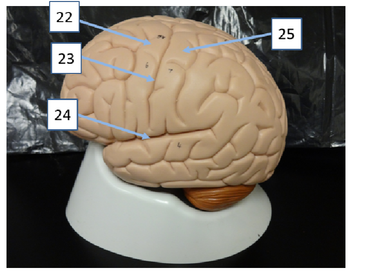 <p>What structure is #25</p>