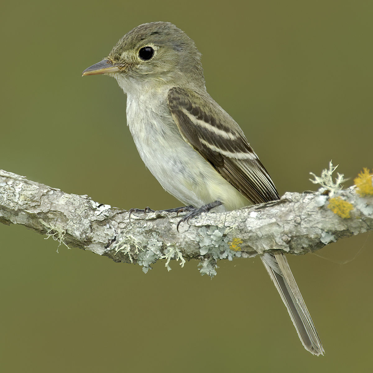 <p>Common name<br>Family</p>