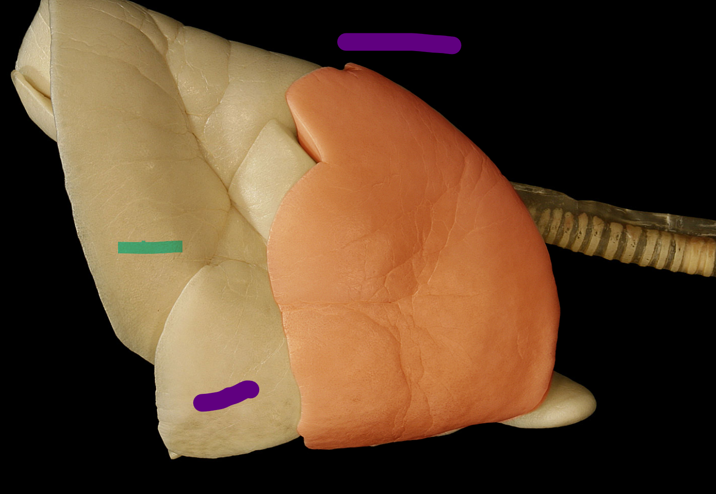 <p>name the structures, red, purple, and blue, be full and complete</p>