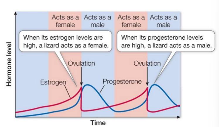 <p>female lizard acting as a female </p><ul><li><p>high estradiol </p></li></ul><p>female lizard acting as a male (stimulates ovary growth) </p><ul><li><p>hits ovulation → crash in estradiol → rise of progesterone = acting as a male </p></li><li><p>cyclic </p></li></ul><p>hormones drive this reproduction </p>