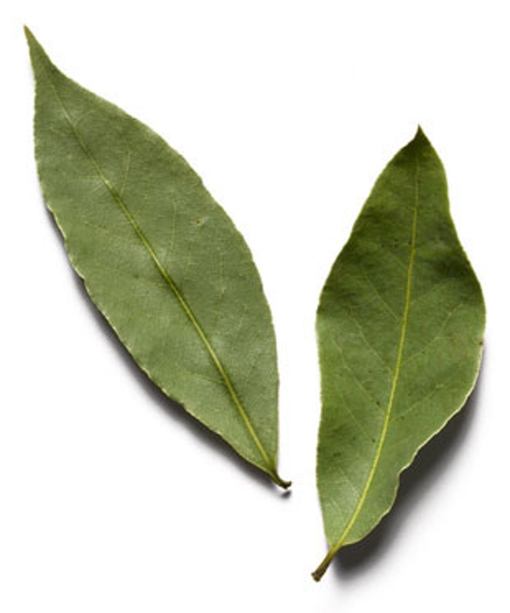<p>une feuille de laurier</p>