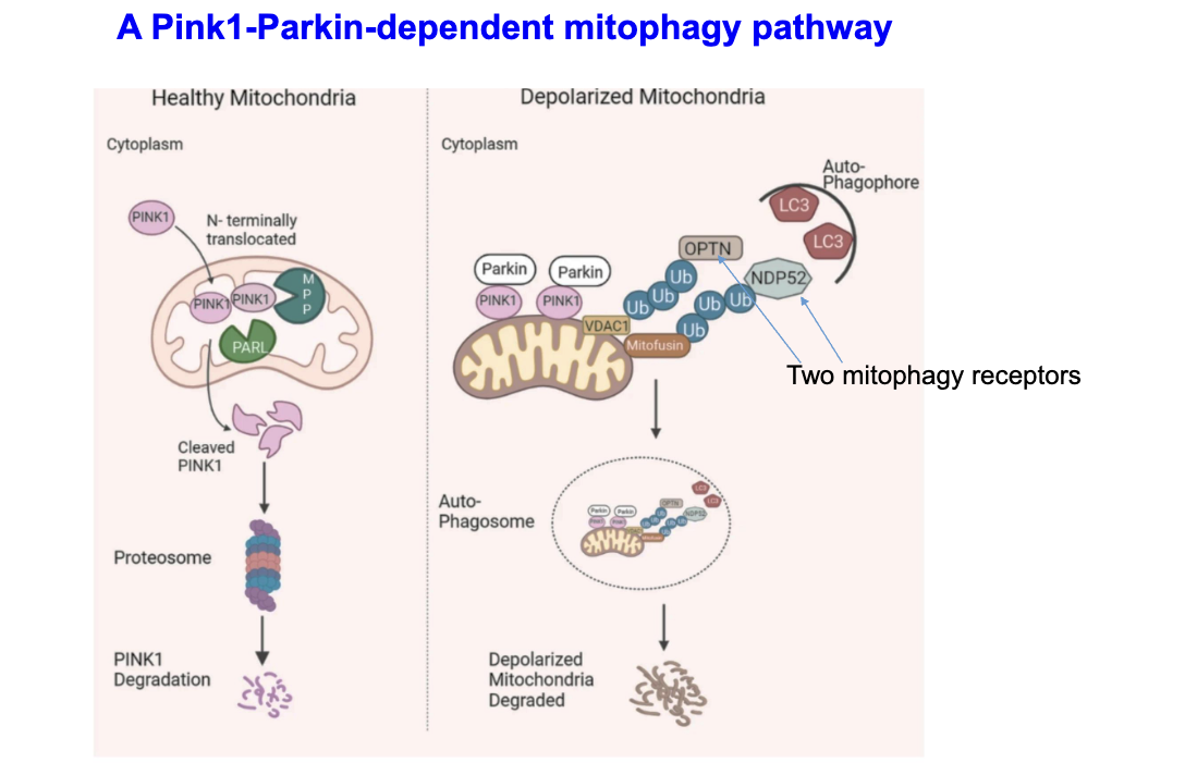 <p>"Damaged mitochondria accumulate PINK1 → activates Parkin → ubiquitinates mitochondrial proteins → recruits receptors → LC3 binds → autophagosome forms → degradation."</p>