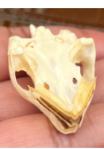 <p>What is this skull and what is it’s dentition</p>