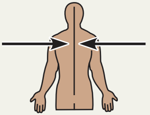 <p>Medial</p>