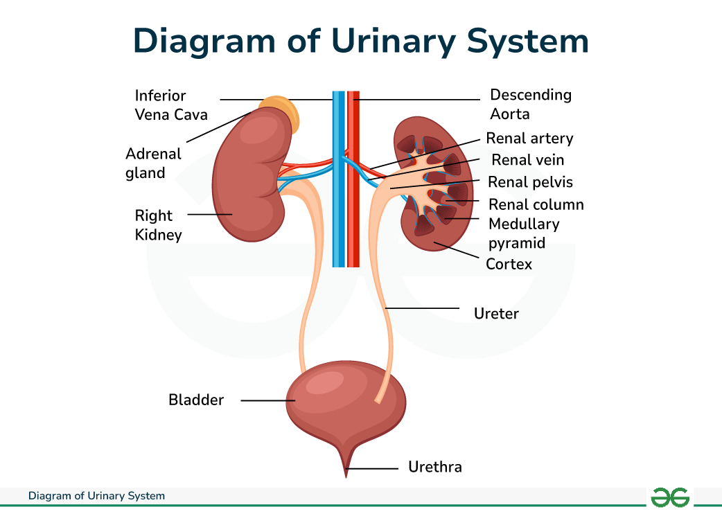<ul><li><p><u>kidney </u>→ filter blood, process it & unabsorbed items excreted via urine</p></li><li><p><u>renal artery</u> → 1 on inner concave side of each kidney, big blood vessel brings O2 blood inside</p></li><li><p><u>renal vein</u> → 1 on inner concave side of each kidney, send blood to body w/ nutrients to conserve/return to blood</p></li><li><p><u>ureter </u>→ 1 on each kidney, filter blood X absorbed & take urine out</p></li><li><p><u>bladder </u>→ collects urine made from both kidneys</p></li><li><p><u>urethra </u>→ tube releases urine from body (INC length M)</p></li></ul><p></p>