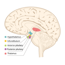 <p>Location:Just below the thalamus and above the pituitary gland.</p><p>Functions: Regulates thirst, temperature hunger, sexual behaviors, and aggression. This is also known as the four F's (fighting, fleeing, feeding and fun (sex).</p><p>Damage: throws off the body mater command system, for hormones, temperature, sleep and appetite.</p>