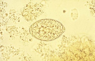 <p>Scientific and Common Name? (Canine and Feline)</p>