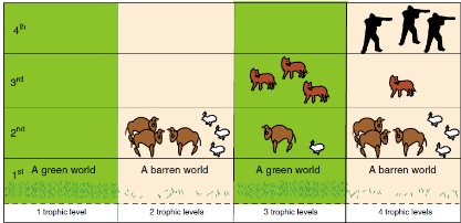 <p>Animal predation is a key driver of vegetation structure, noted that herbivores must be limited by predators, proposed that without carnivores, herbivores would have a major impact on vegetation (green world to brown world)</p>