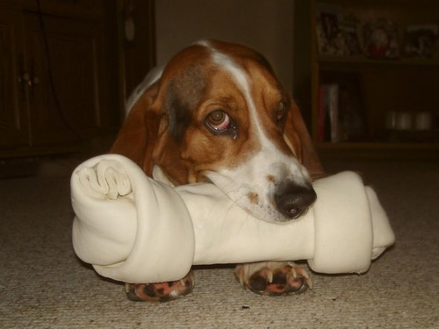 <p>Hueso</p>