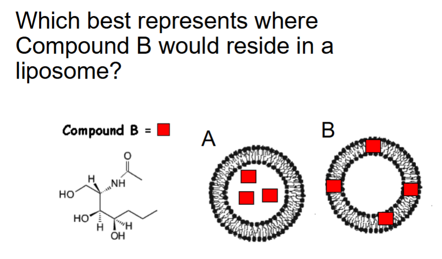 <p>A is the correct answer as this molecule is strongly polar and will be most stable outside of the hydrophobic interior of the lipid bilayer.</p>