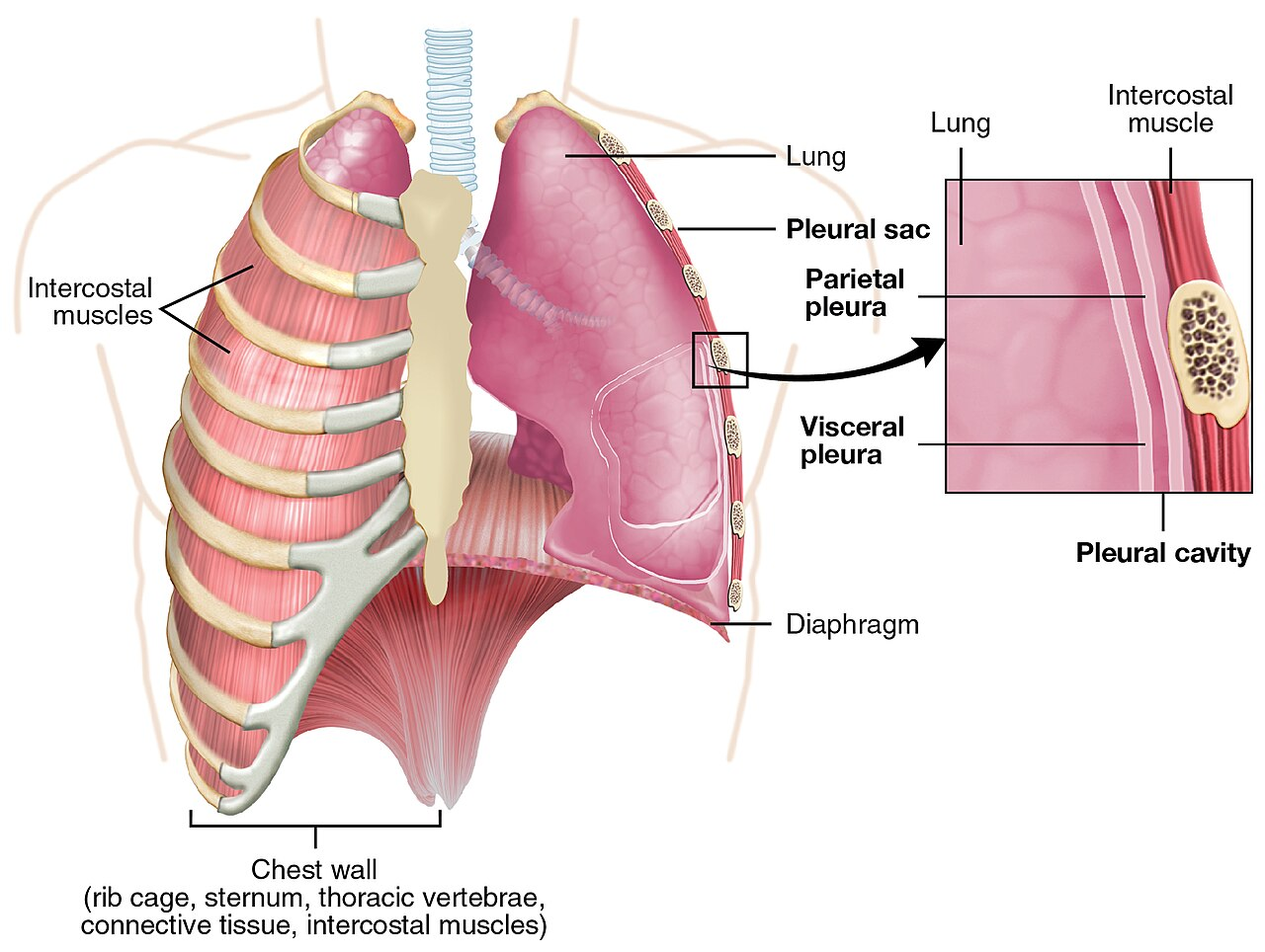 <p>What is the protective double memberane that the lungs have?</p>