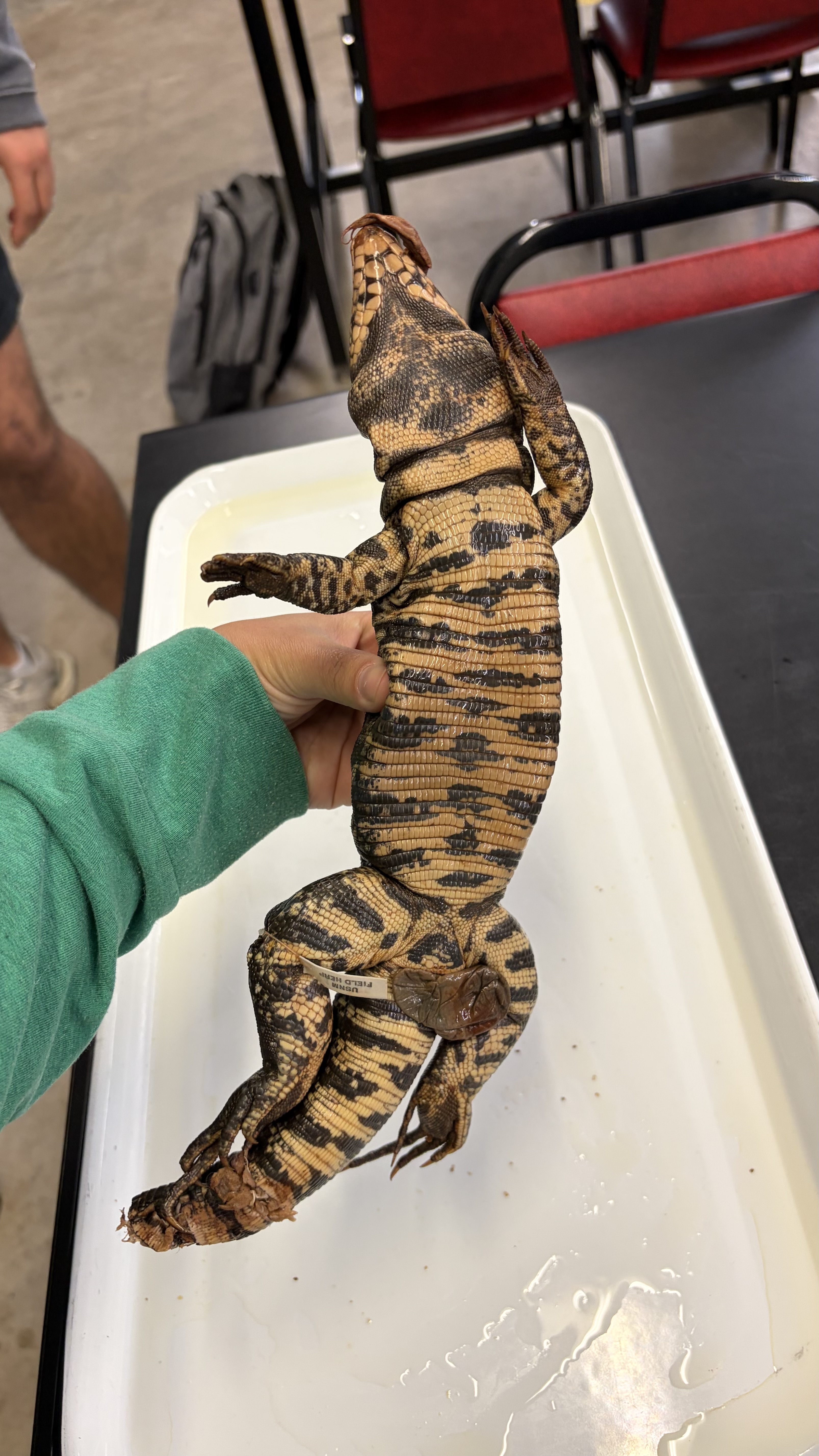 <ul><li><p>Squamata</p><ul><li><p>Scincomorpha</p><ul><li><p>Teiidae</p><ul><li><p><em>Tupinambis sp. </em></p></li></ul></li></ul></li></ul></li></ul><p></p>